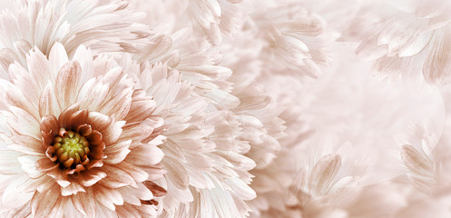 Floral white-brown  beautiful background.  Flowers and petals of a white-red dahlia. Close-up....