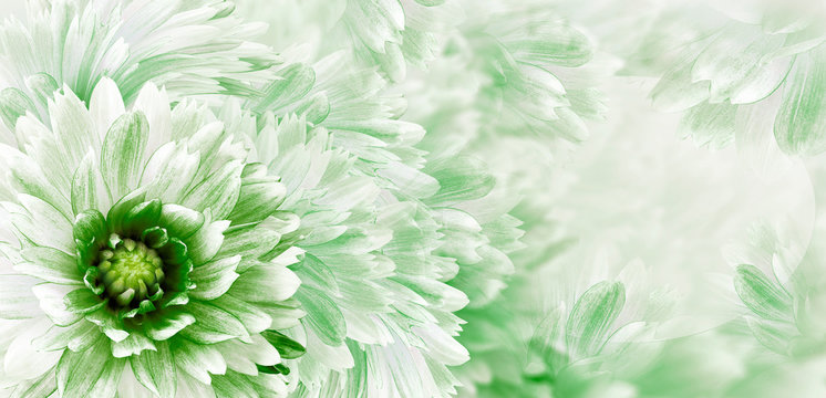 Floral white-green  beautiful background.  Flowers and petals dahlia close-up. Flower composition. Greeting card for the holiday. Nature.	