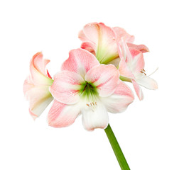 Fototapeta na wymiar Hippeastrum or Amaryllis flowers ,Pink amaryllis flowers isolated on white background, with clipping path 