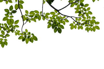 Obraz na płótnie Canvas green tree branch isolated on white