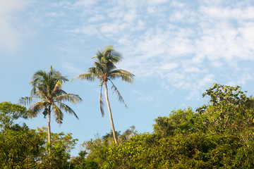 Fototapeta na wymiar Tropical trees on a sunny day