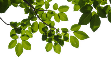 Fototapeta na wymiar green tree branch isolated on white