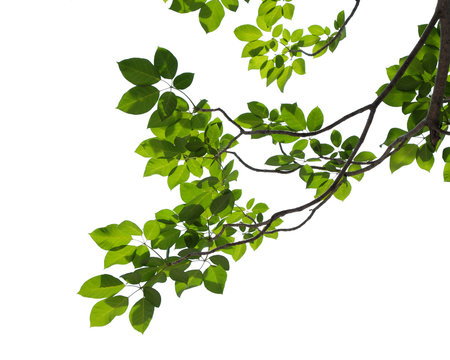 green tree branch isolated on white