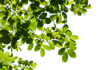 Fototapeta na wymiar green tree branch isolated on white