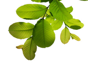 green tree branch isolated on white