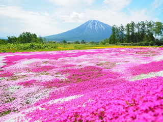 北海道の風景 羊蹄山と芝桜