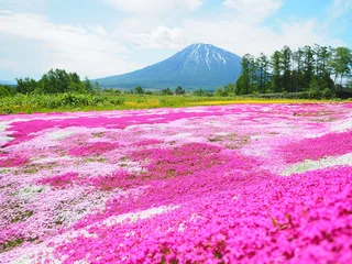 Foto auf Glas Landschaft von Hokkaido Mt. Yotei und Moosphlox © hiro cafe