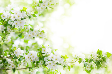Obraz na płótnie Canvas Blooming apple tree branches, white flowers on green leaves blurred bokeh background close up, spring cherry blossom, delicate sakura flowers in bloom, beautiful sunny summer natural frame, copy space