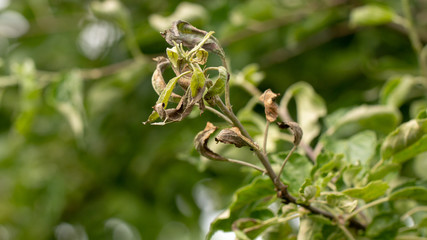 Erwinia amylovora bacterium that provoked the disease, bacterial burn of young shoots of the apple tree