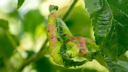 Apple tree leaves by fire blast or other infection or disease