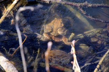 Toad (Bufo bufo), amphibian, UNESCO World Heritage Biosphere Reserve Rhoen