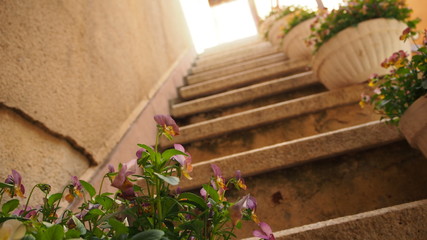 階段のステップにおいてあるバラの鉢植え