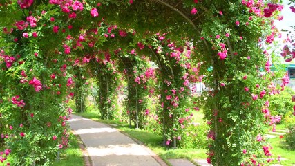 Rosa multiflora in the Garden