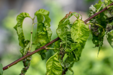 Taphrina deformans, peach fungus diseases close up.