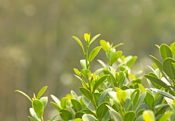 Spring nature background