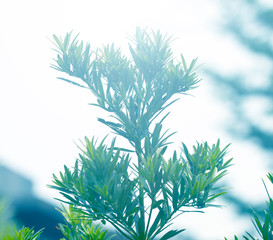 Beautiful natural background frame with fresh juicy green