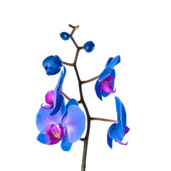 Beautiful orchid flower on white background. Tropical plant