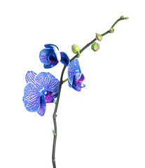 Beautiful orchid flower on white background. Tropical plant
