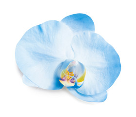 Beautiful orchid flower on white background. Tropical plant