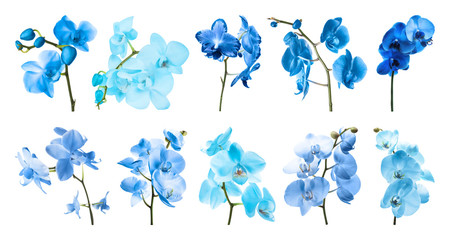 Set of different blue orchid flowers on white background