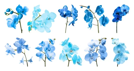 Fototapeten Set of different blue orchid flowers on white background © New Africa