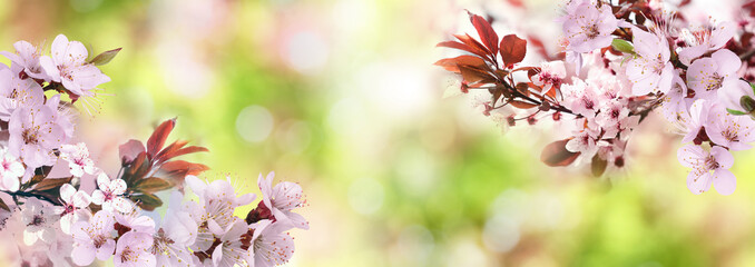 Tree branches with beautiful tiny flowers against blurred background, space for text. Amazing spring blossom