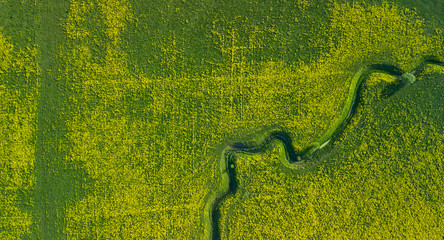 A field of flowers. River. Green texture. Yellow texture. Background.