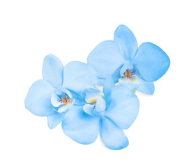 Fototapeta na wymiar Beautiful orchid flowers on white background. Tropical plant