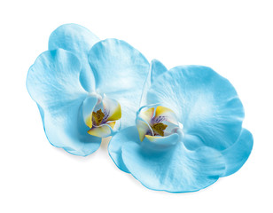 Beautiful orchid flowers on white background. Tropical plant