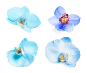 Set of different blue orchid flowers on white background
