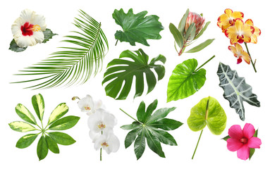 Set of fresh tropical leaves and flowers on white background