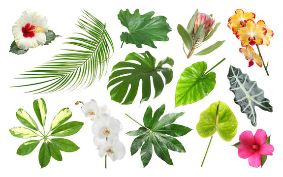 Set Of Fresh Tropical Leaves And Flowers On White Background