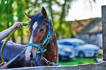 Brown foal horse wash with clean water from a hose near the stable. Sunny summer day. Close-up.