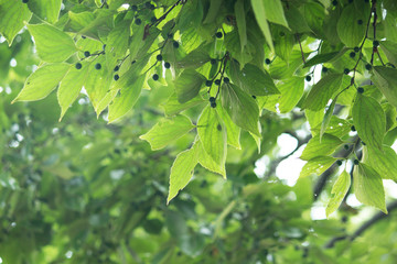 Fototapeta na wymiar エノキの美しい葉と実