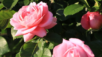 夕日に染まるピンクのバラ 庄内緑地公園