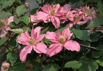 pink flowers of clematis climbing plant close up