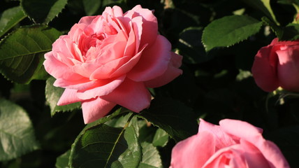 夕日に染まるピンクのバラ 庄内緑地公園