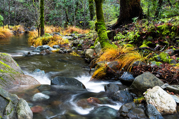 Sonoma Creek flowing throug Enchanted forrest  at Sugarloaf Ridge State Park, California
