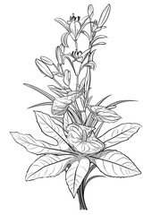 Black and White Drawing of Bouquet Flowers - Decorative Sketch Illustration, Vector Graphic