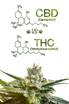 Marijuana CBD Vs THC Poster with Scientific Formula on White Background