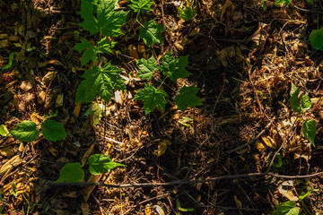 forest