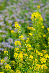 Phacelia and oilseed rape agricultural fields flowering at summertime