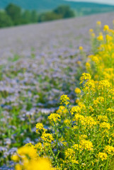 Phacelia and oilseed rape agricultural fields flowering at summertime