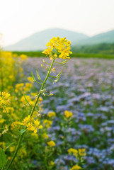Phacelia and oilseed rape agricultural fields flowering at summertime