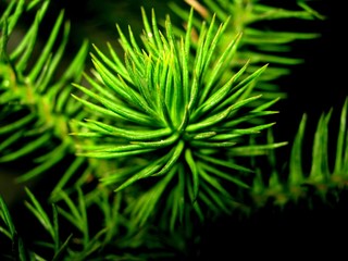 Plant Flash photograhy