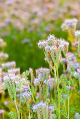 Fototapeta premium phacelia bee plant fields at sunset