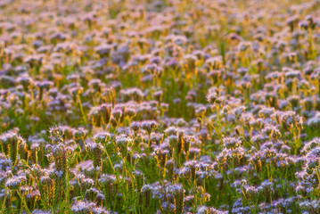 Obraz premium phacelia bee plant fields at sunset
