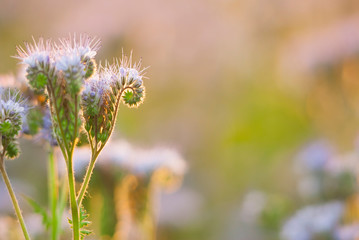 phacelia bee plant fields at sunset