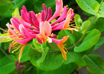 Close up Honeysuckle flowers with impressive bicolor blooms of pink and white. Lonicera...