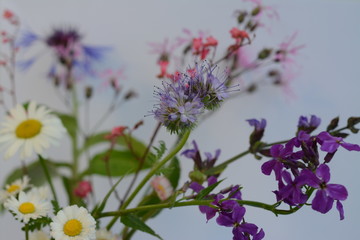 Arrangement of wild flowers of chamomile, cornflower, phacelia, pink archer and other flowers on a white background